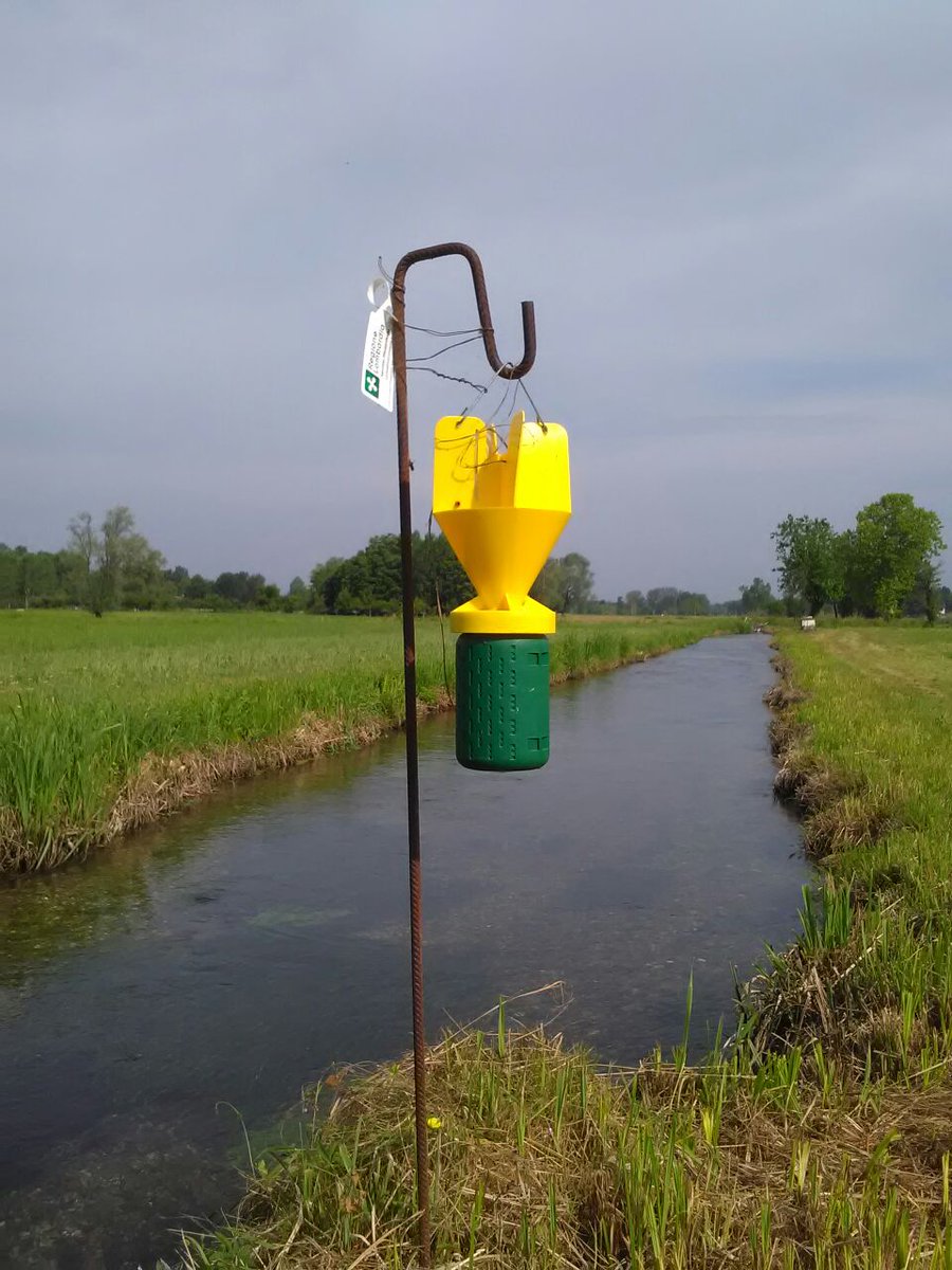 Popillia japonica Trappole Trécé