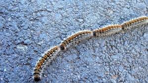 Processionaria in fila