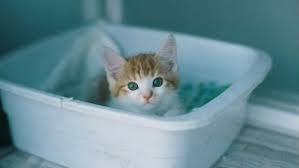 gattino nella lettiera