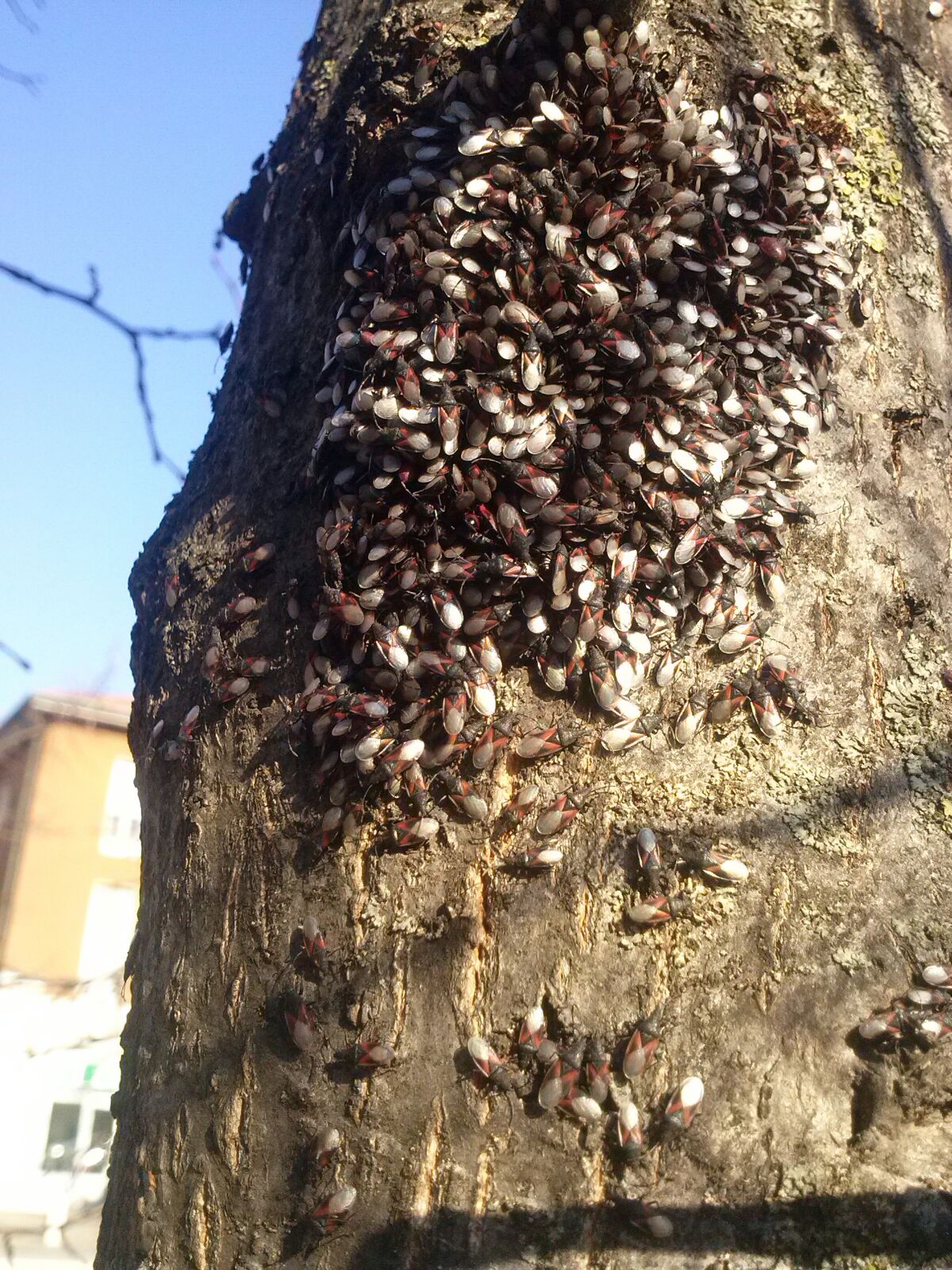 cimice oxycarenus lavaterae Canegrate